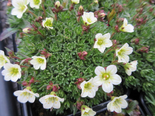 Saxifraga Pixie White - 9cm pot