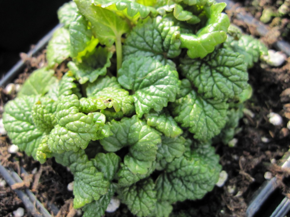 Lemon Balm - 9cm pot