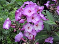 Phlox paniculata Sweet Summer Purple Bicolor - 2 litre pot