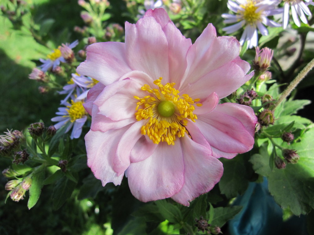 Anemone x hybrida Konigin Charlotte (Queen Charlotte) - 2 litre pot