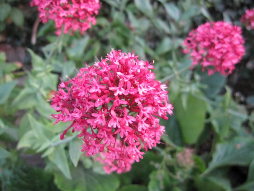 Centranthus ruber var. coccineus - 9cm pot