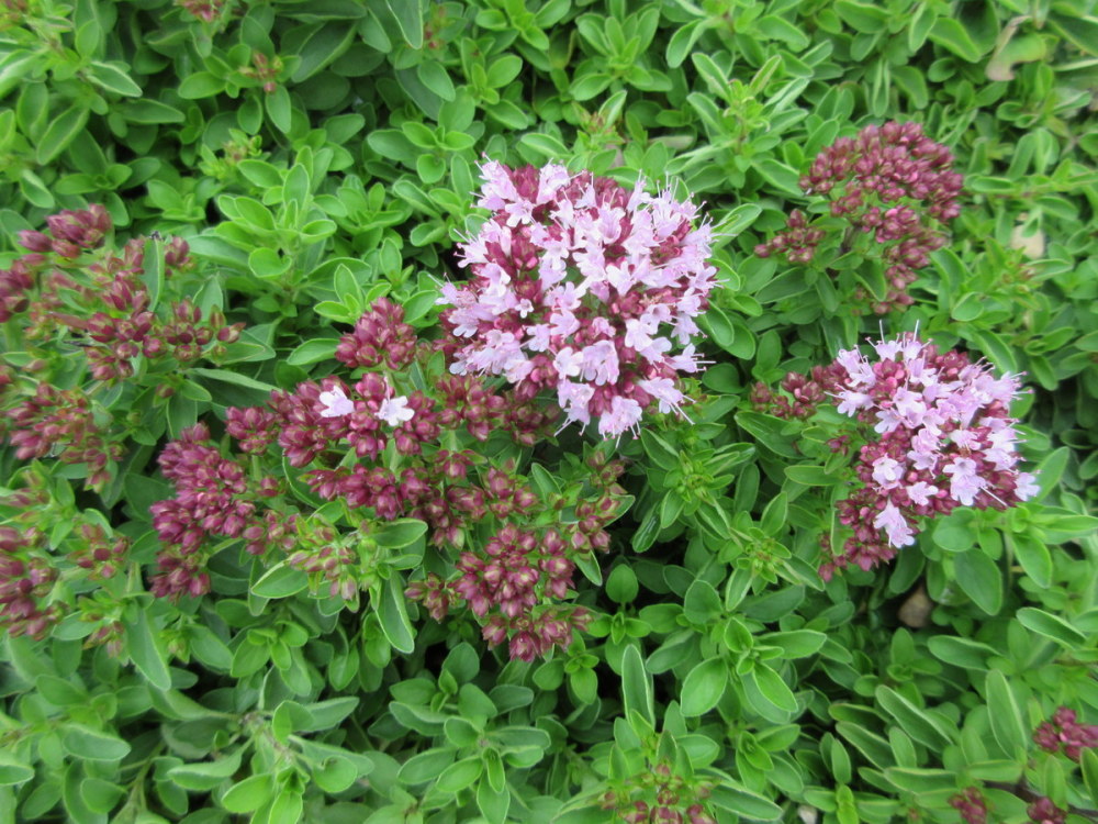 Marjoram, Pot - 9cm pot