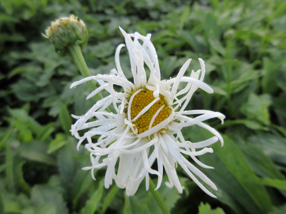 Leucanthemum x superbum Beaute Nivelloise (Old Court) - 9cm pot