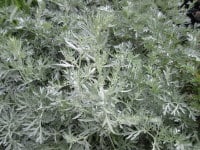 Artemisia absinthium Lambrook Silver - 9cm pot