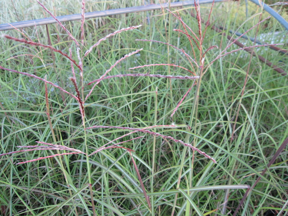 Miscanthus sinensis Morning Light - 9cm pot