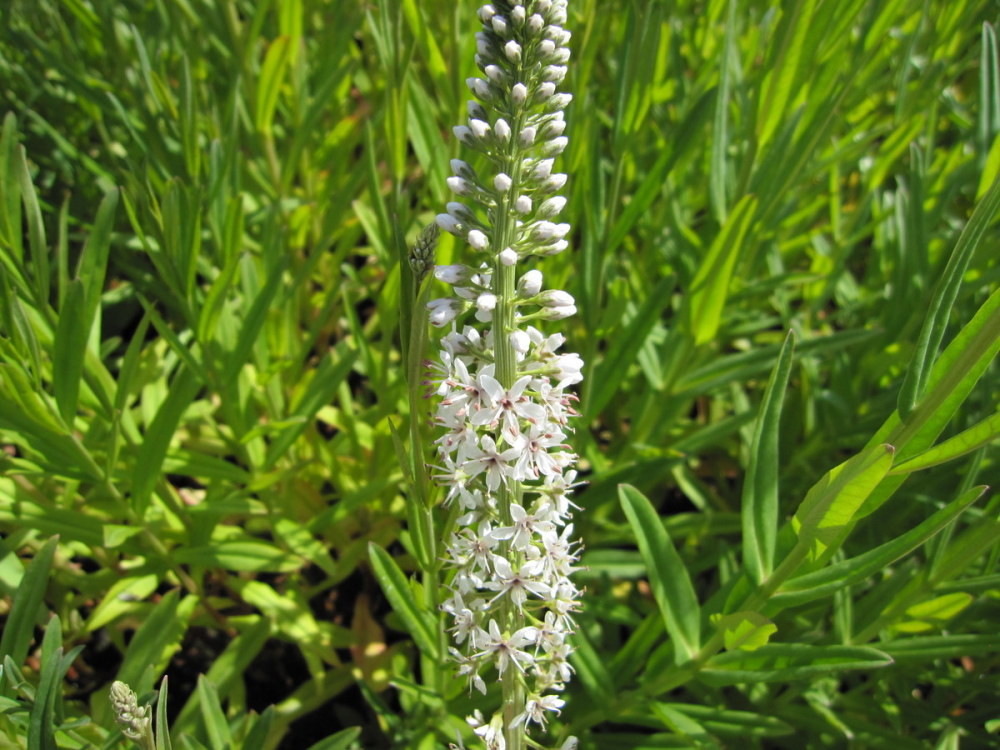 Lysimachia ephemerum - 9cm pot