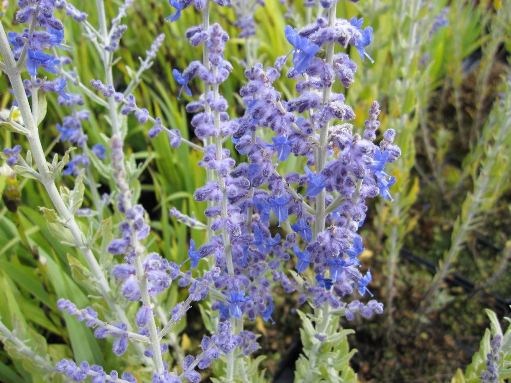 Perovskia atriplicifolia Little Spire - 2 litre pot