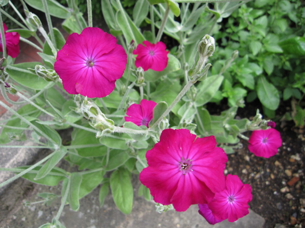 Lychnis coronaria Atrosanguinea Group - 2 litre pot