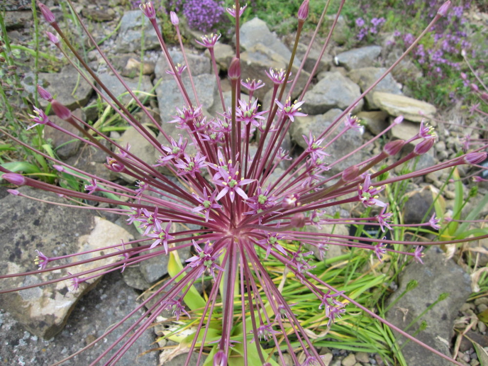 Allium schubertii - 2 litre pot