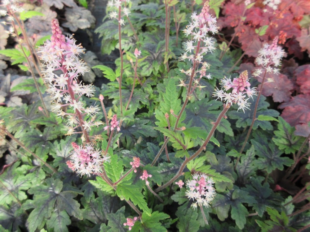 Tiarella Sugar and Spice - 9cm pot