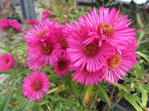 Aster novae-angliae Andenken an Alma Potschke - 9cm pot