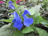Salvia patens Patio Deep Blue - 1 litre pot