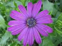 Osteospermum Tresco Purple (Nairobi Purple) - 2 litre pot