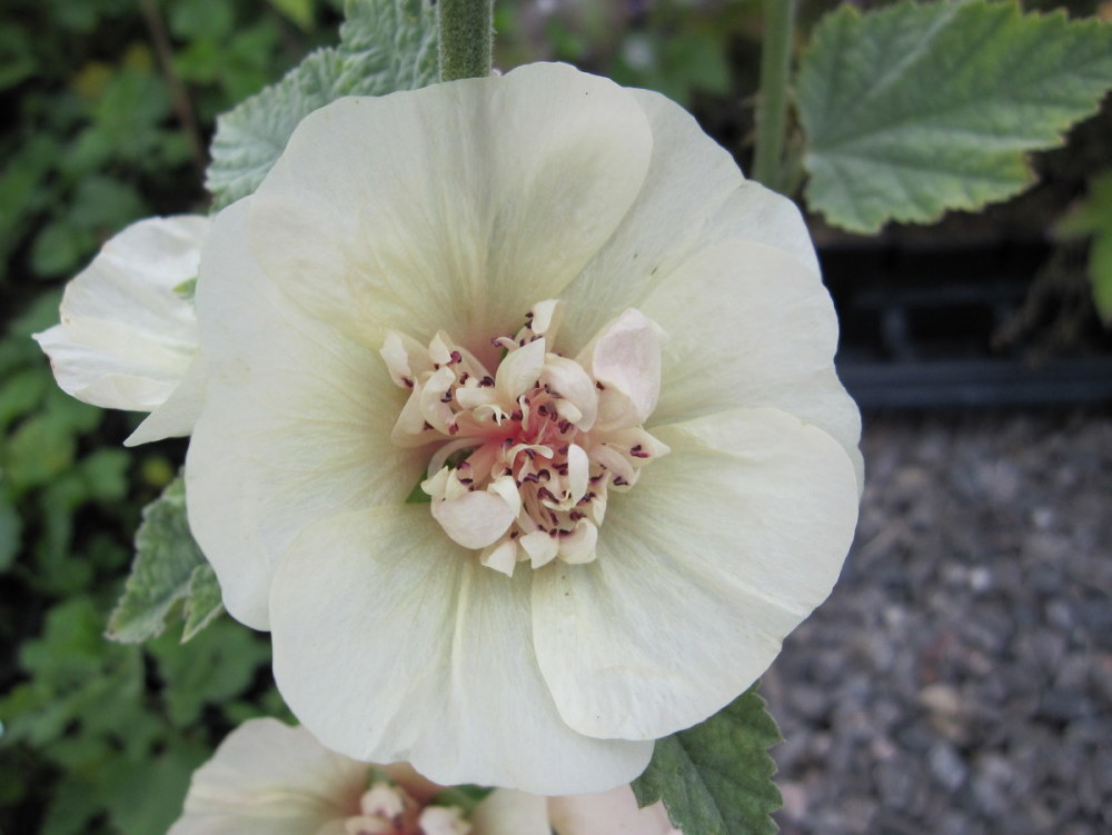 Alcalthaea suffrutescens Parkallee - 9cm pot