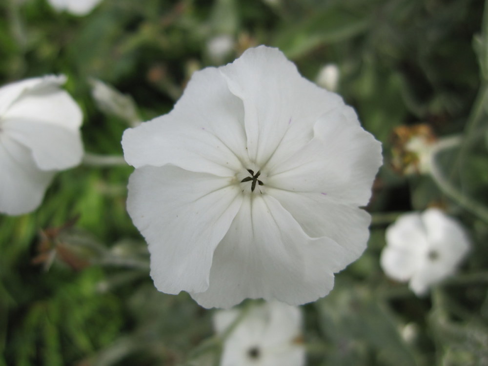 Lychnis coronaria Alba - 9cm pot