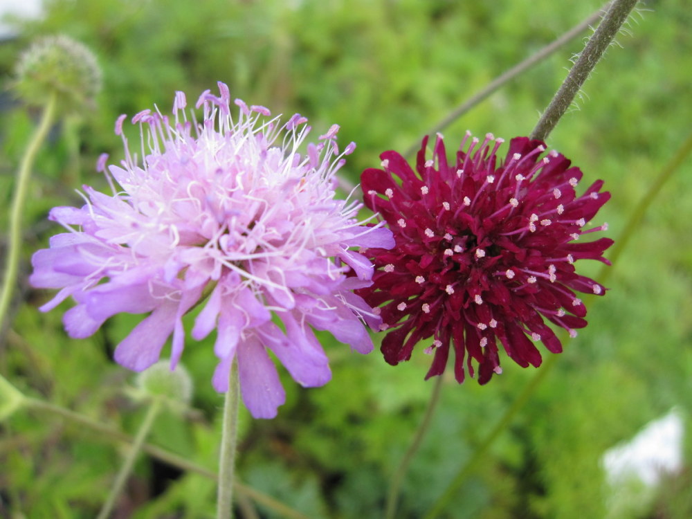 Knautia macedonica Melton pastels - 2 litre pot