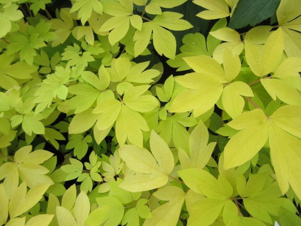 Dicentra (Lamprocapnos) spectabilis Gold Heart - 2 litre pot