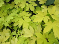 Dicentra (Lamprocapnos) spectabilis Gold Heart - 2 litre pot