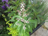 Aloysia citrodora (Lemon Verbena) - 9cm pot
