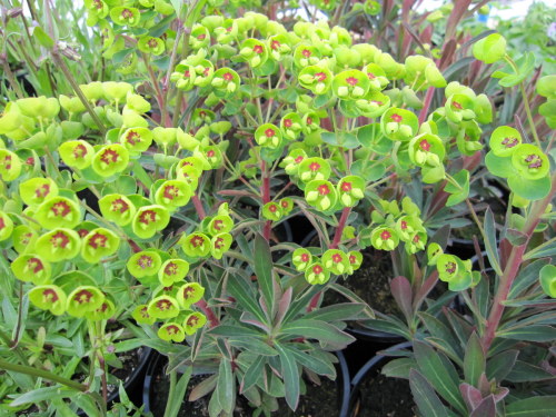 Euphorbia x martinii - 9cm pot
