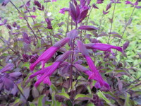 Salvia Love and Wishes - 2 litre pot