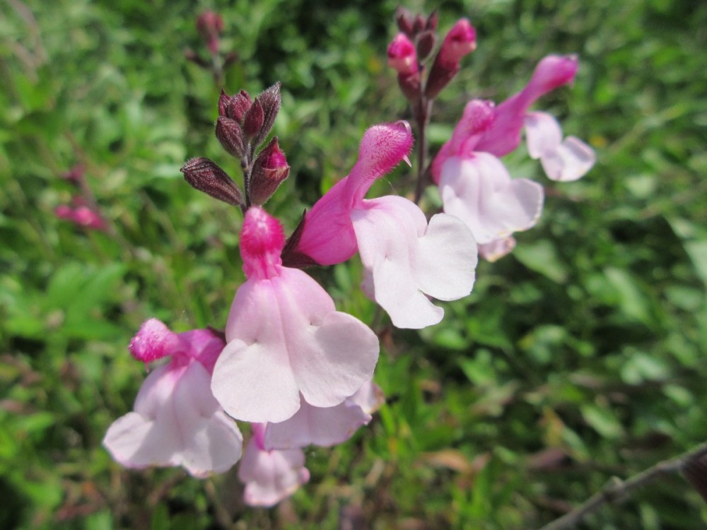 Salvia greggii Joy - 2 litre pot