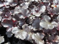 Heuchera Black Pearl - 9cm pot
