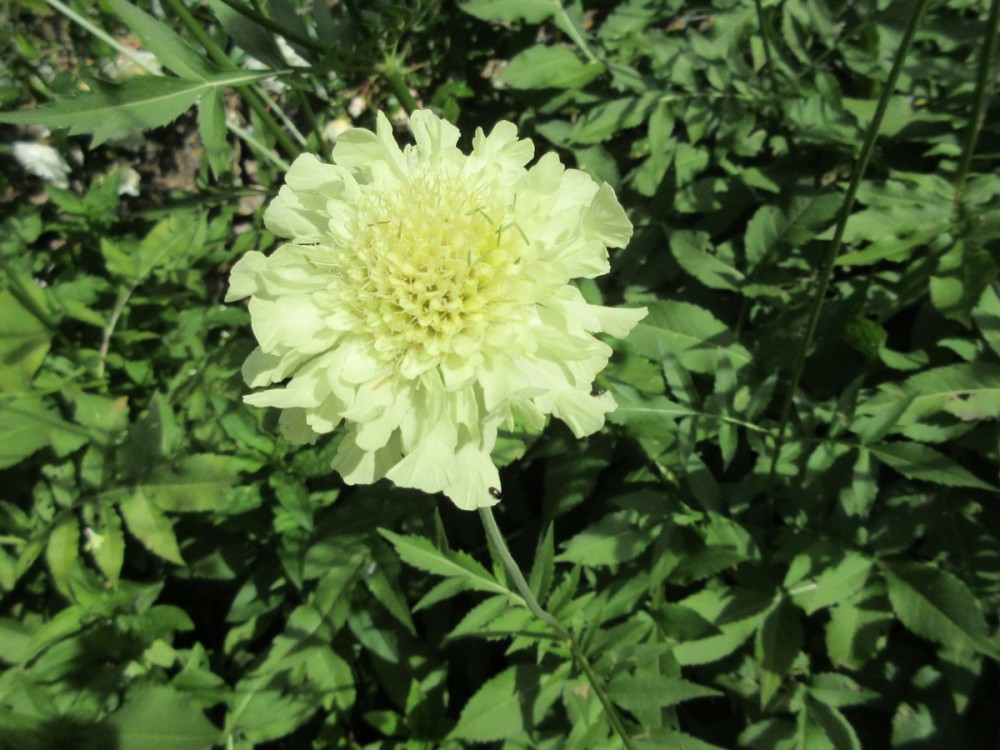 Cephalaria gigantea - 9cm pot