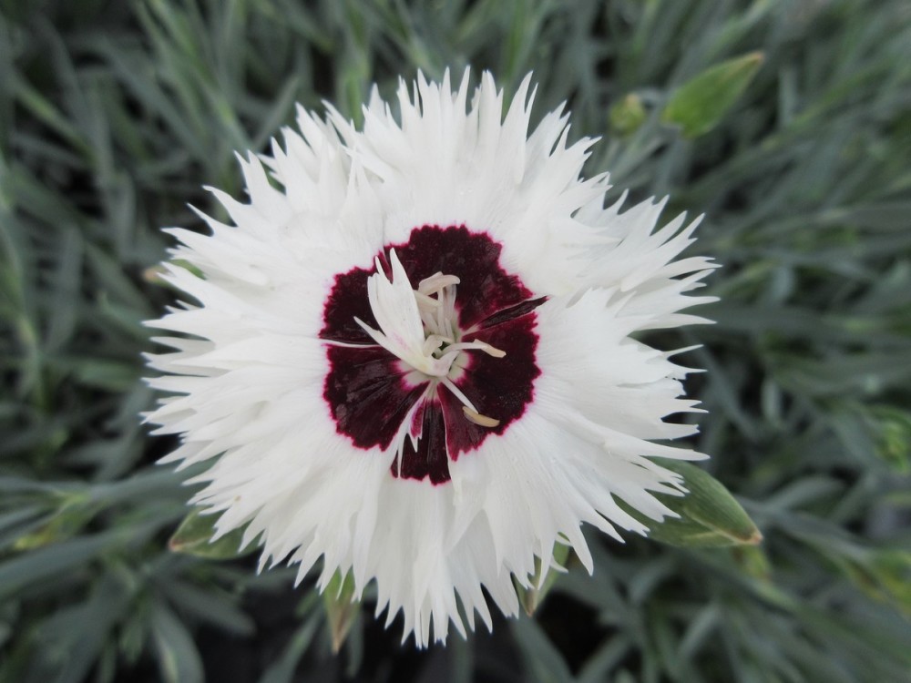 Dianthus Stargazer - 9cm pot