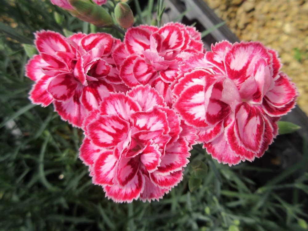 Dianthus Starburst - 9cm pot
