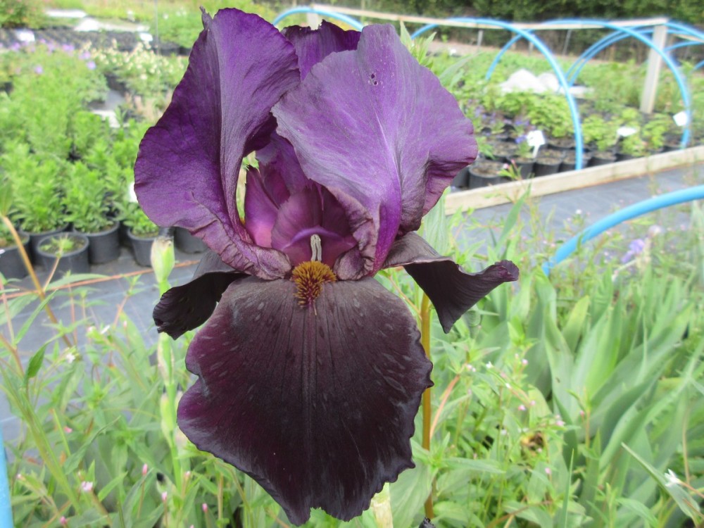Iris Black Swan (Tall Bearded) - 3 litre pot