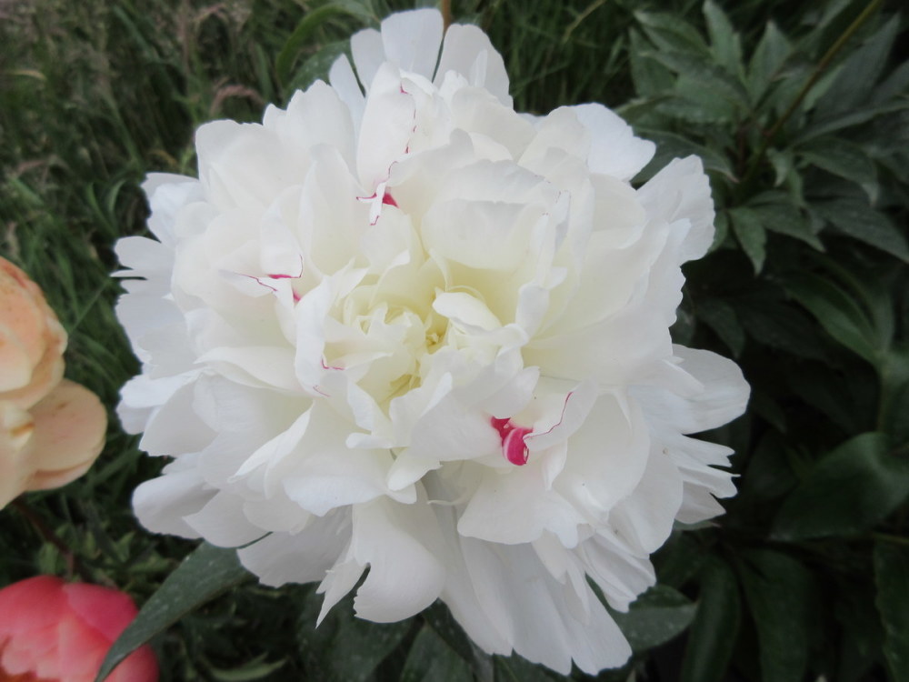 Paeonia lactiflora Festiva Maxima - 3 litre pot