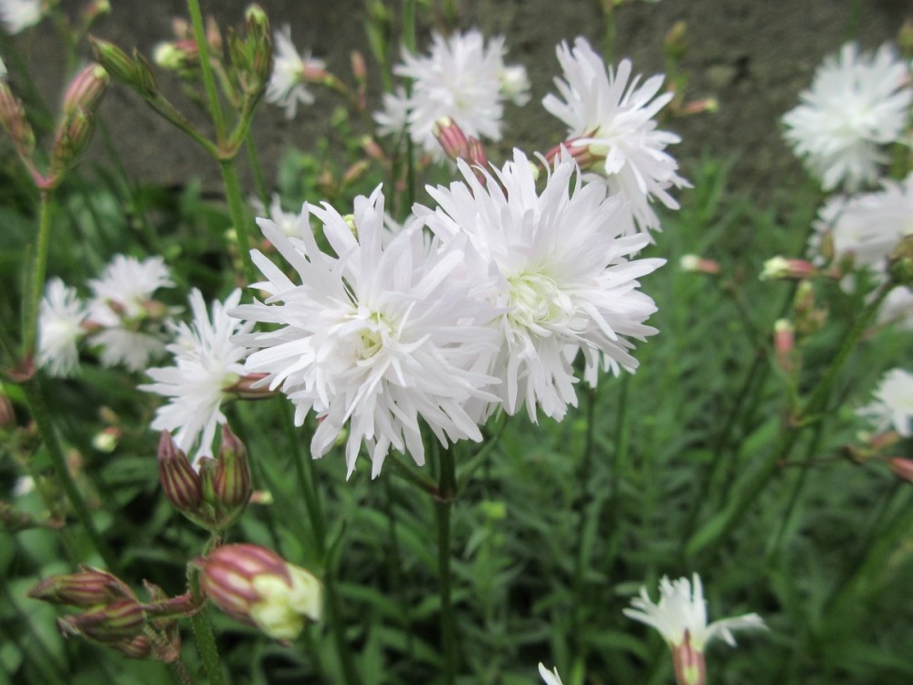 Lychnis flos-cuculi Petit Henri - 2 litre pot
