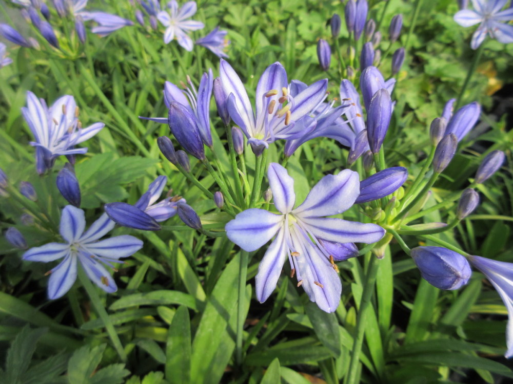 Agapanthus Charlotte - 9cm pot