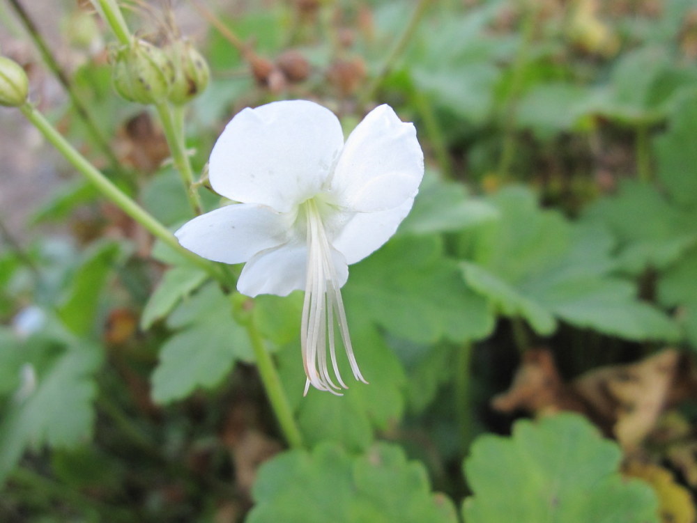 Нарцисс geranium описание и фото