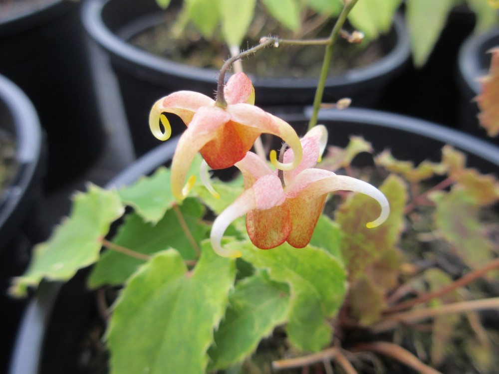 Epimedium Amber Queen - 2 litre pot