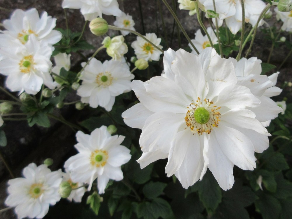 Anemone x hybrida Whirlwind - 2 litre pot