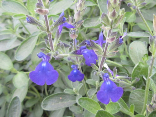 Salvia Blue Note - 9cm pot
