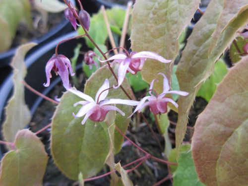 Epimedium Pink Elf - 2 litre pot