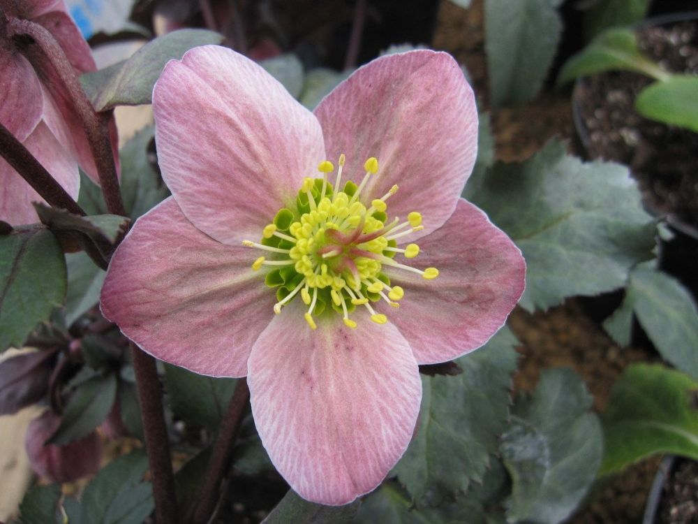 Helleborus x ericsmithii Pirouette - 3 litre pot