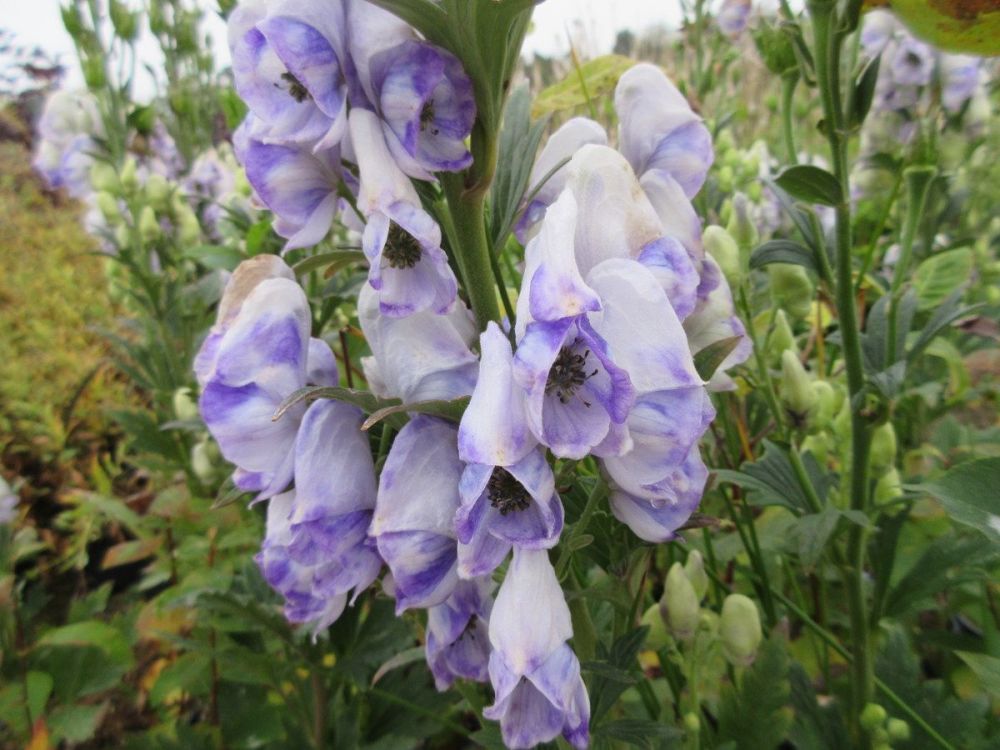 Aconitum carmichaelii (Arendsii Group) Cloudy - 2 litre pot