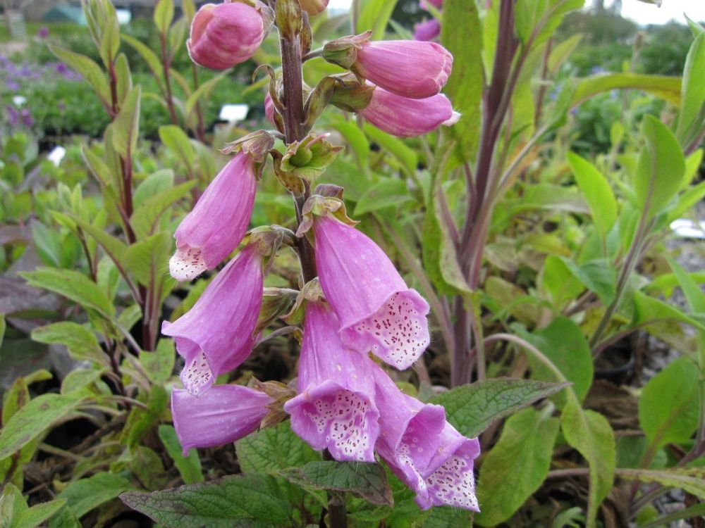 Digitalis purpurea - 2 litre pot