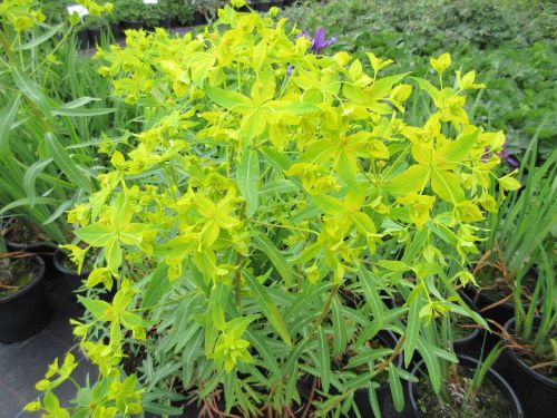 Euphorbia ceratocarpa - 2 litre pot