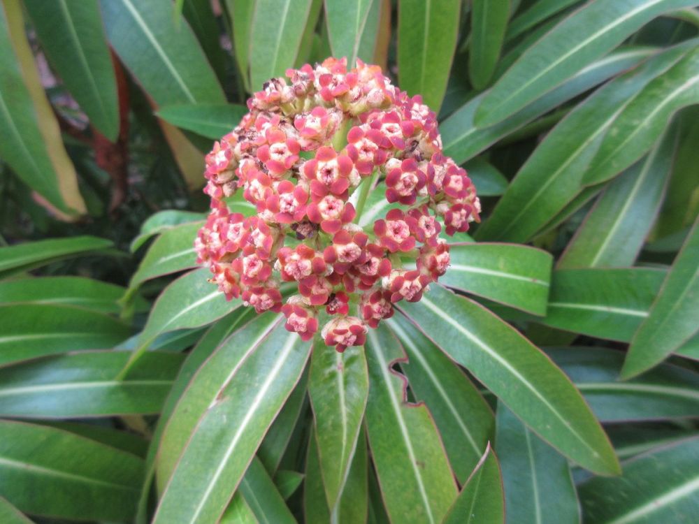Euphorbia mellifera - 2 litre pot