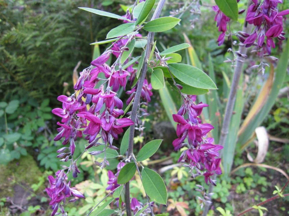Lespedeza thunbergii - 3 litre pot