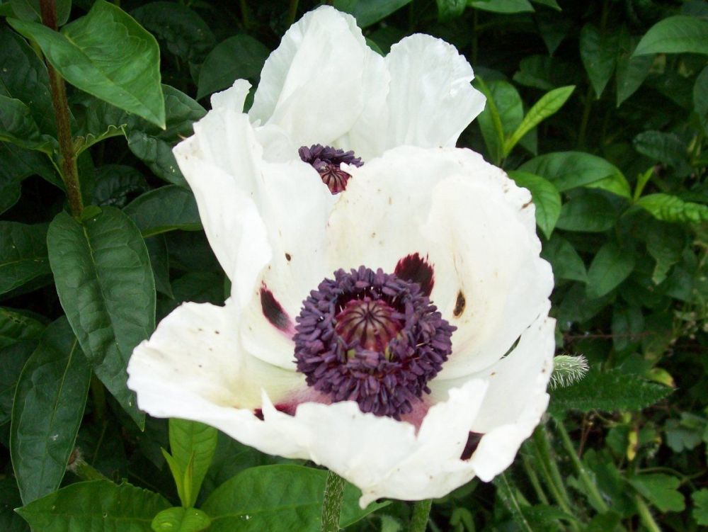 Papaver orientale Royal Wedding - 9cm pot