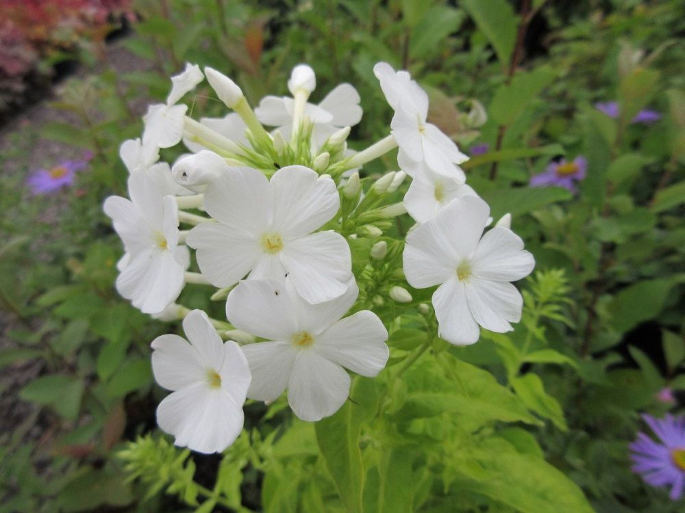 Phlox paniculata White Admiral - 2 litre pot