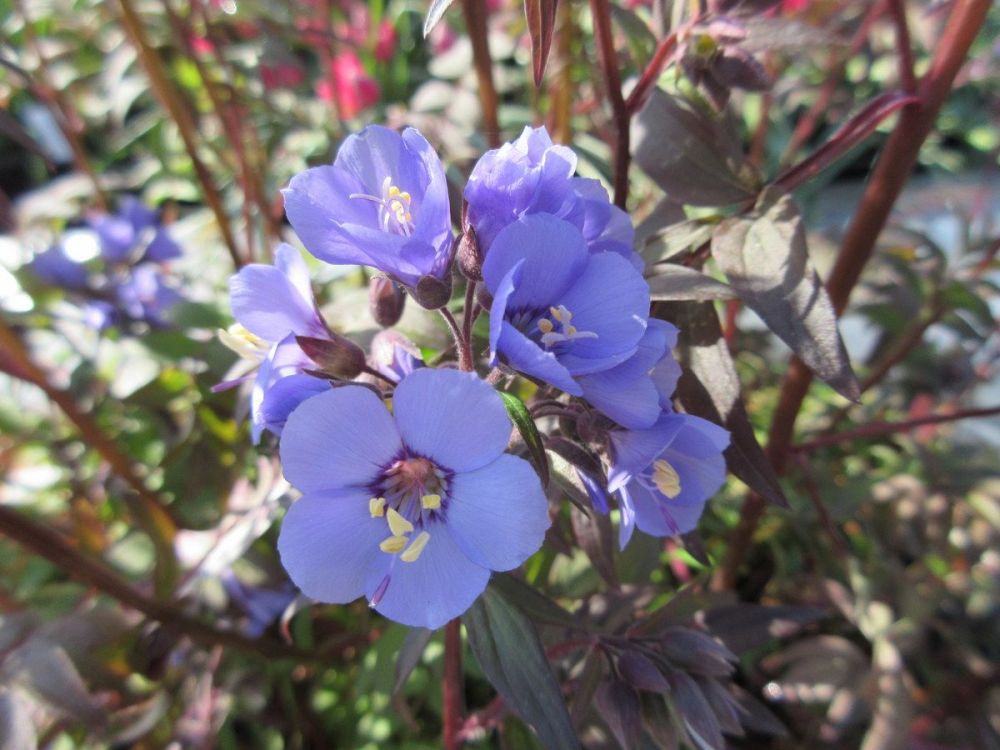 Polemonium Heaven Scent - 2 litre pot