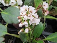 Bergenia Angel Kiss (Dragonfly Series) - 9cm pot