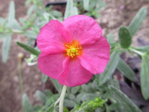 Helianthemum Ben Hope - 9cm pot